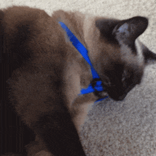 Les différents types de colliers pour chats : une exploration approfondie