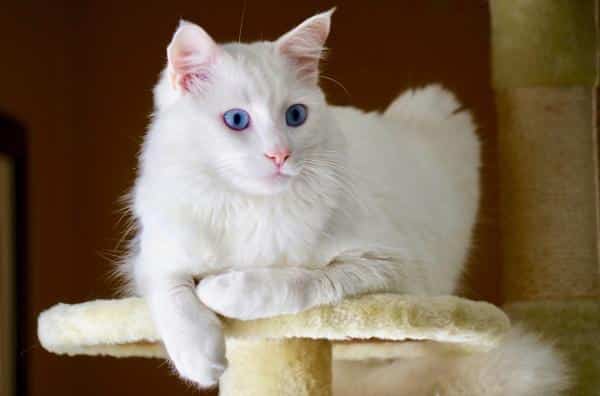 Les races de chats les plus intelligentes - Angora turc