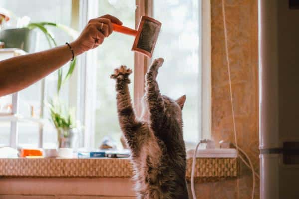 Comment brosser un chat - Comment brosser un chat qui ne lâche pas