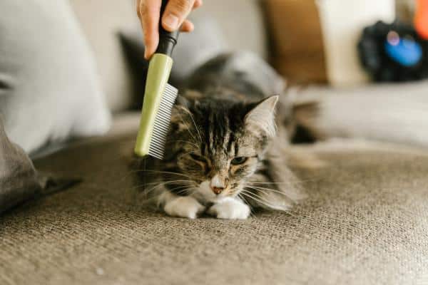 Comment brosser un chat