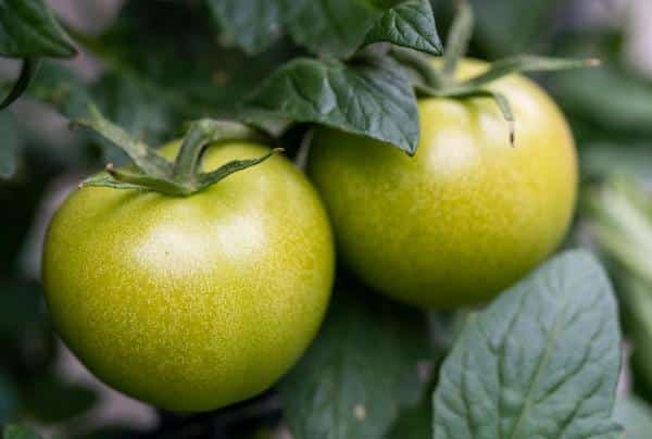 Légumes Toxiques pour Chats - Tomates Vertes