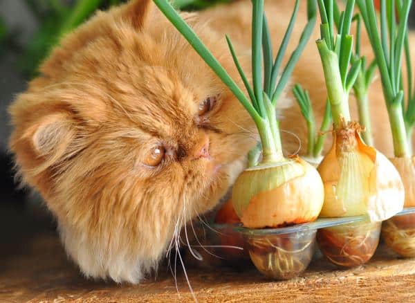 Légumes toxiques pour les chats - Oignon