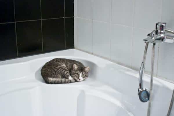 Quand et comment baigner un chat - Ce qu'il faut considérer avant de baigner un chat