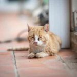 Comment Soigner un Rhume du Chat – Causes, Symptômes et Traitement