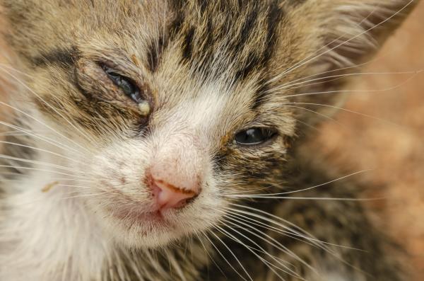Rhume chez le chat : symptômes et traitement - Symptômes du rhume chez le chat