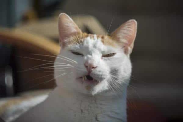 Éternuements chez les chats : causes et traitements - Causes des éternuements chez les chats 