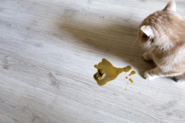 Vomissements bruns chez les chats : causes et que faire