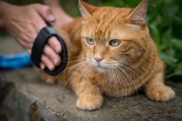 Vomissements bruns chez les chats : causes et que faire - Boules de poils