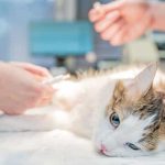 Comprendre l'Euthanasie chez les Chats: Quand et Pourquoi la Pratiquer