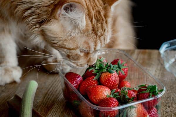Les chats peuvent-ils manger des fraises ?  - Dose de fraises pour chats