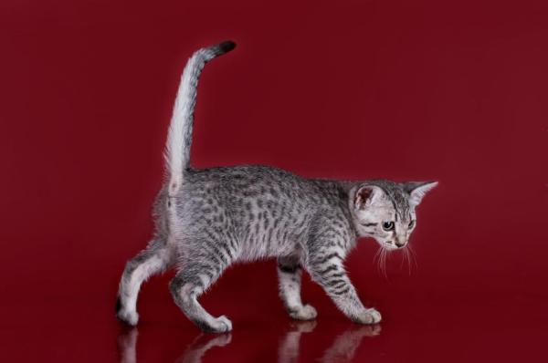 Races de chats tachetés - Le mau égyptien