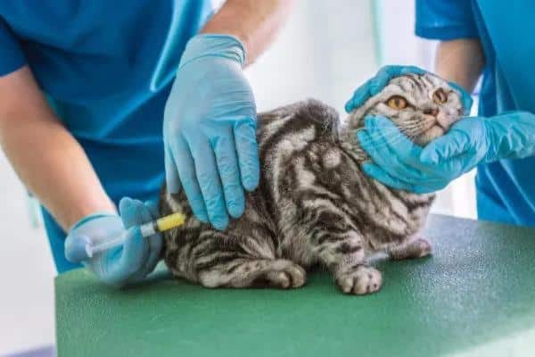 Spasmes chez les chats âgés : symptômes et causes - Traitement des spasmes chez les chats âgés