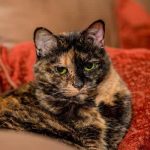Les Spasmes chez les Chats âgés : Symptômes, Causes et Traitement