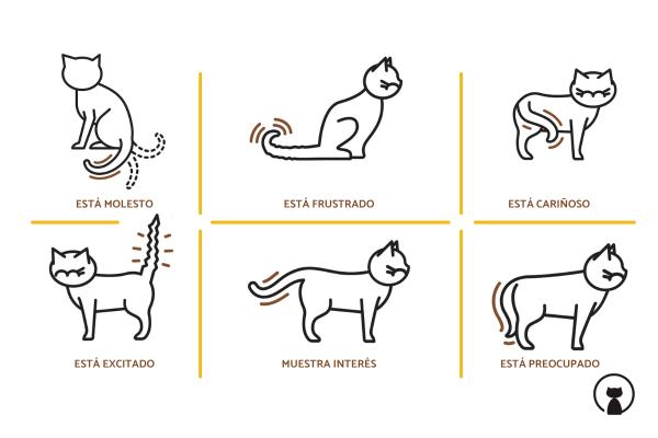 Pourquoi les chats remuent leur queue - Signification des positions de la queue du chat