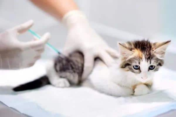 Vaccin contre la rage chez le chat : dose, effets et obligatoire - Posologie du vaccin contre la rage chez le chat