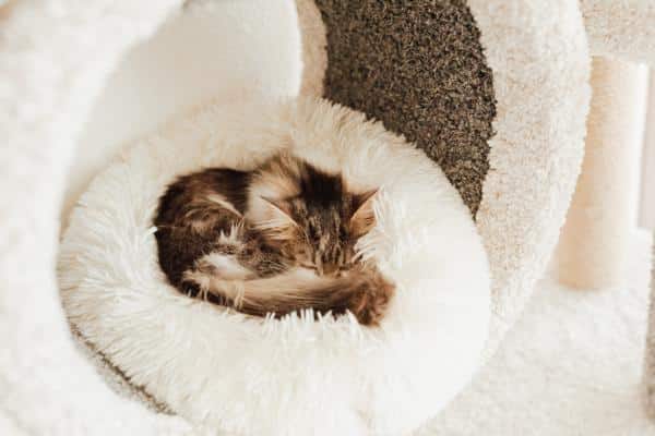 Meilleurs lits pour chats - Lit avec chauffage intégré