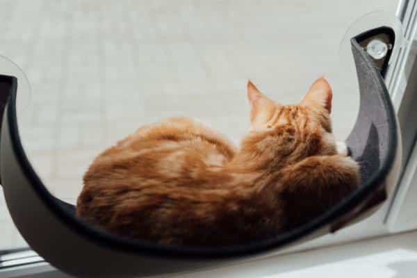 Meilleurs lits pour chats - Lit hamac