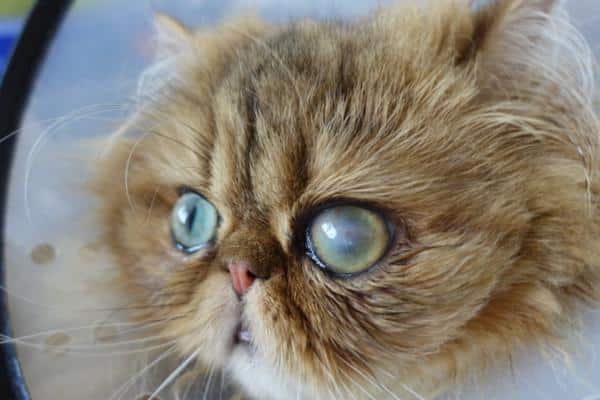 Ulcère dans l'œil du chat: traitement et symptômes - Types d'ulcères dans les yeux des chats