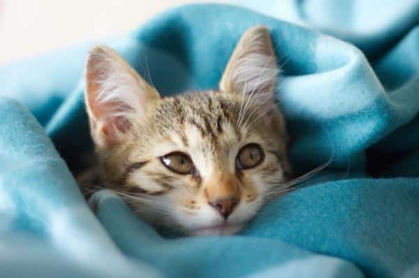 Hypothermie chez le chat : symptômes, causes et traitement - Comment réchauffer un chat hypothermique 