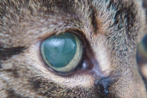 Glaucome chez le chat : symptômes et traitement - Diagnostic du glaucome chez le chat