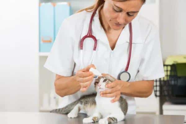 Glaucome chez le chat : symptômes et traitement - Comment soigner le glaucome chez le chat : traitement