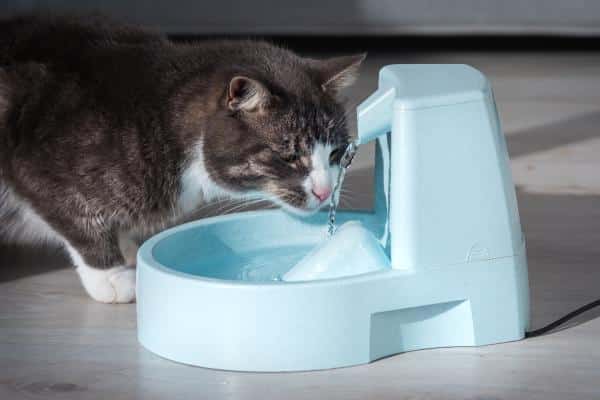 Mon chat renverse l'eau : causes et solutions - Astuces pour empêcher le chat de renverser l'eau