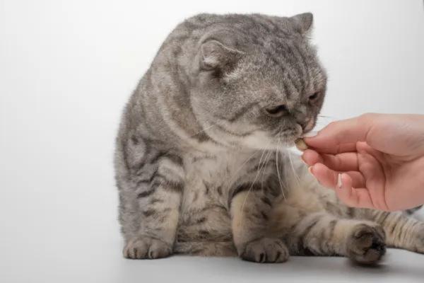 Épilepsie chez le chat : symptômes, causes et traitement - Traitement de l'épilepsie chez le chat