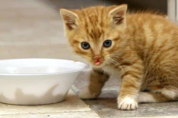 Remèdes maison contre la diarrhée chez le chat - Nourriture
