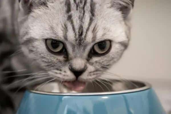 Remèdes maison contre la diarrhée chez le chat - Hydratation