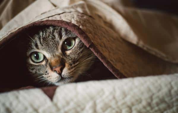 Hypothermie chez le chat : symptômes, causes et traitement