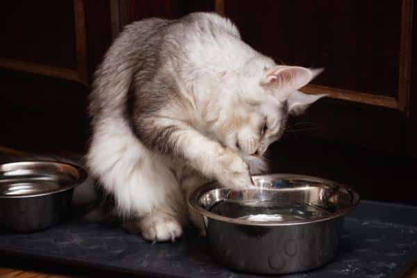 Mon chat renverse de l’eau : causes et solutions