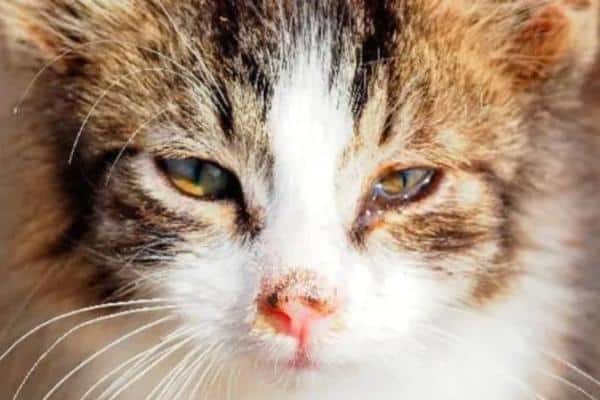 Ulcère dans l'oeil du chat : traitement et symptômes