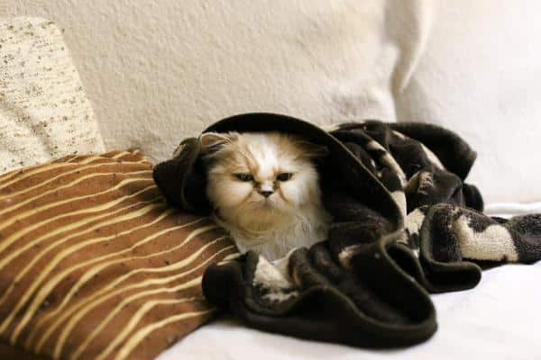Comment savoir si mon chat a froid - Symptômes du rhume chez le chat