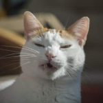 Comment traiter le mucus et l'éternuement de votre chat : causes et remèdes