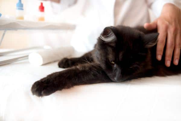 Mucus et sang dans les excréments de chat : causes
