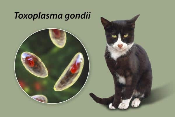 Mucus et sang dans les excréments de chat : causes - Colite