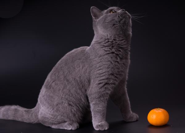 Les chats peuvent-ils manger de la mandarine ?  - Pourquoi les chats ne peuvent-ils pas manger de mandarine ?