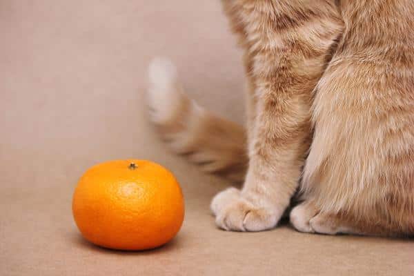 Les chats peuvent-ils manger de la mandarine ?  - La mandarine est-elle mauvaise pour les chats ?