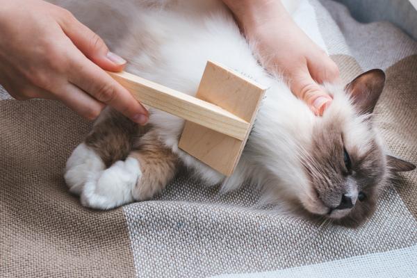 Mue chez le chat : heure, durée et soins - Soins pendant la mue chez le chat