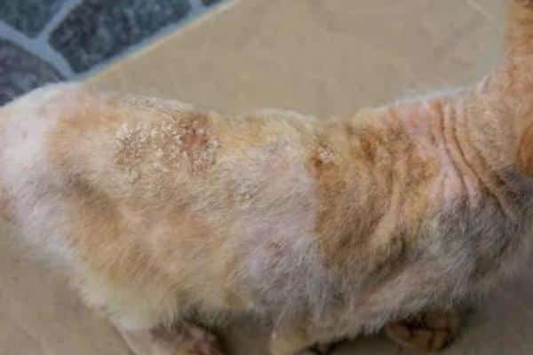 Types de blessures chez les chats - Plaies infectées chez les chats