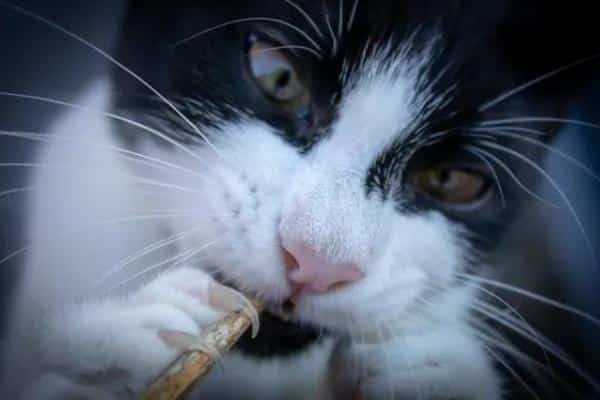 Mon chat se ronge les ongles : causes et que faire - Corps étrangers
