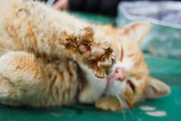 Mon chat se ronge les ongles : causes et que faire - Infections