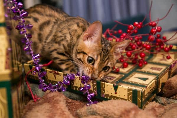 Comment assembler le sapin de Noël avec des chats à la maison - Comment assembler le sapin de Noël avec des chats