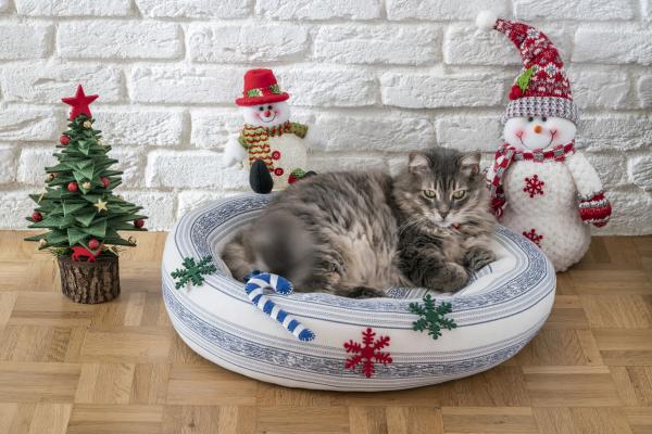 Quels sont les meilleurs cadeaux de Noël pour les chats - Un nouveau lit