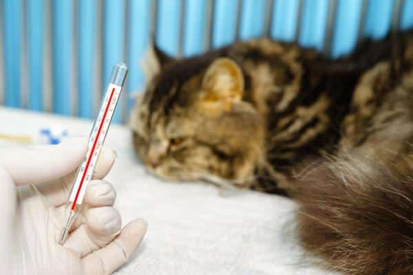 Nez sec chez le chat : causes et que faire - Fièvre
