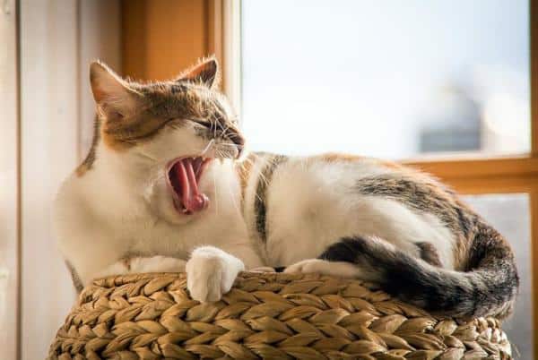 Stress chez le chat : symptômes et traitement - Symptômes de stress chez le chat
