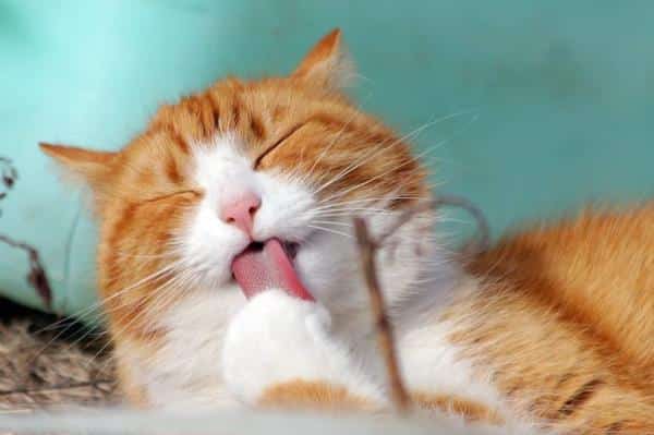 Stress chez le chat : symptômes et traitement - Comment contrôler le stress chez le chat
