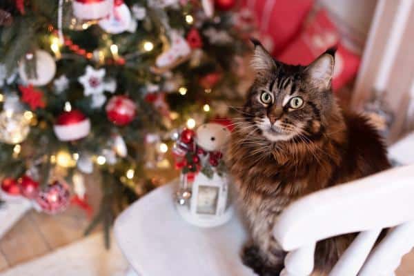 Comment Assembler un Sapin de Noël avec des Chats à la Maison ?