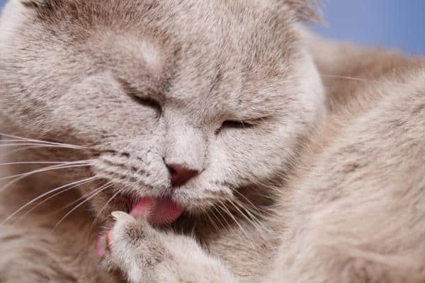 Mon chat se ronge les ongles : causes et que faire