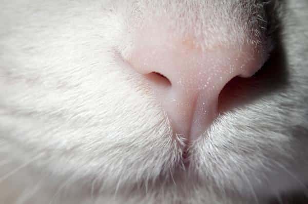 Comment soulager le nez sec chez le chat : Causes et Solutions